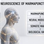 Neuroscience of Marmapunctue